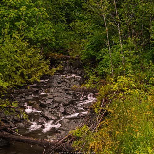 Tower Creek @ Hoh Rainforest