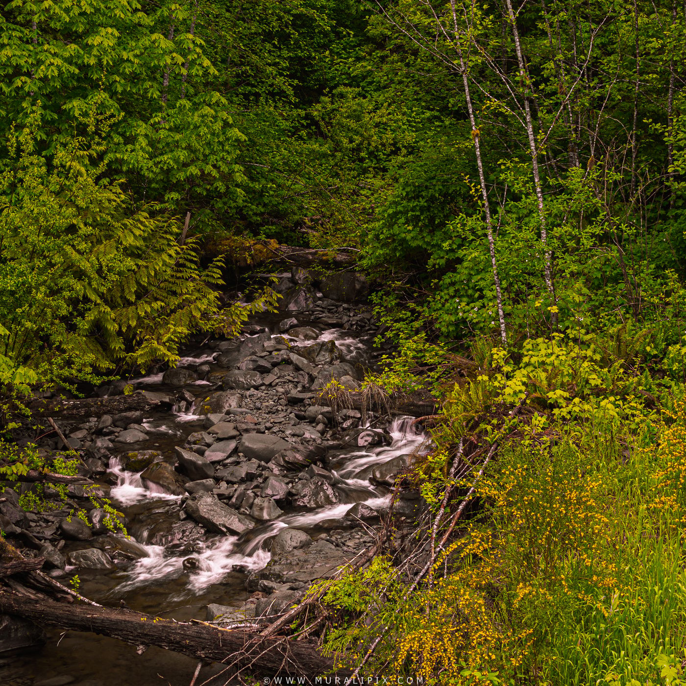 Tower Creek @ Hoh Rainforest, USA
