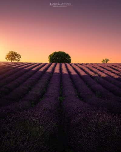 Valensole - The 3 Sisters
