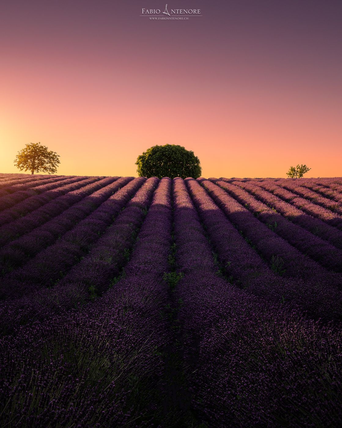Valensole - The 3 Sisters, France