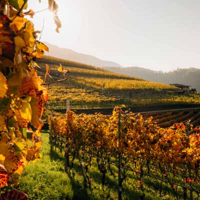 Vineyard  in Cembra, Italy