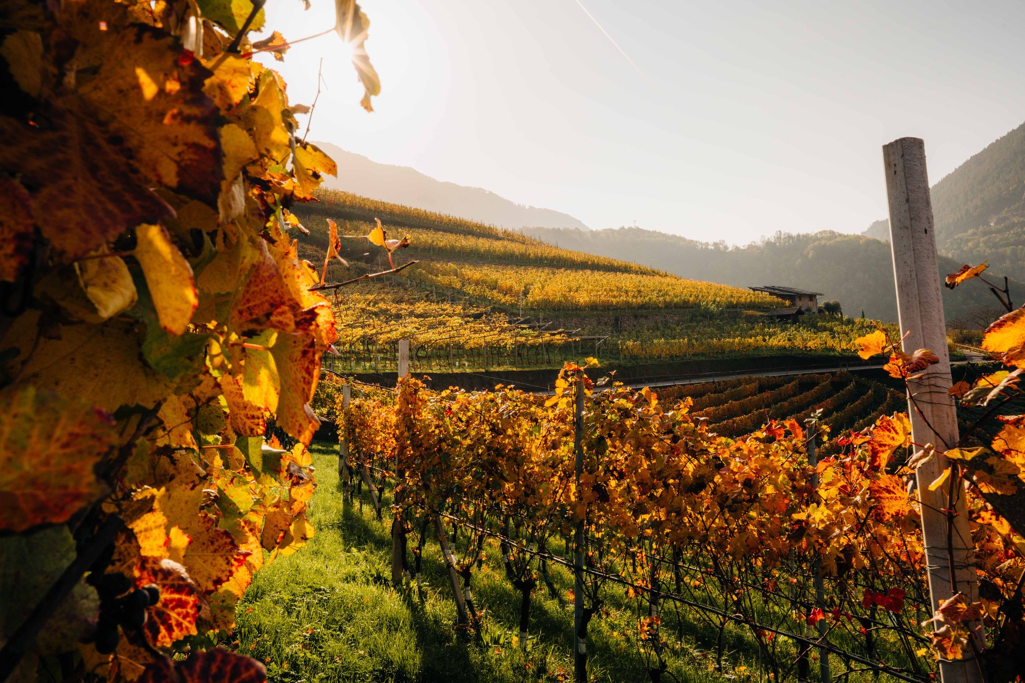 Vineyard  in Cembra, Italy