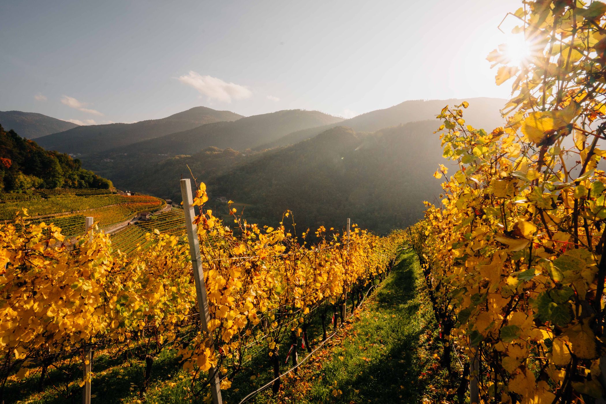 Vineyard  in Cembra, Italy