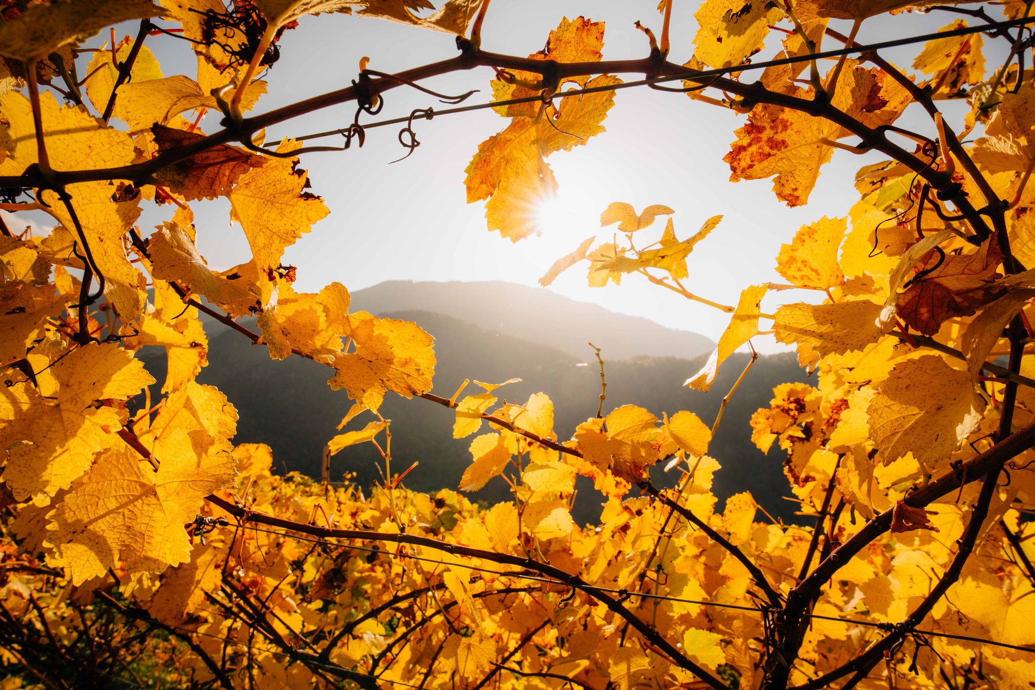 Vineyard  in Cembra, Italy