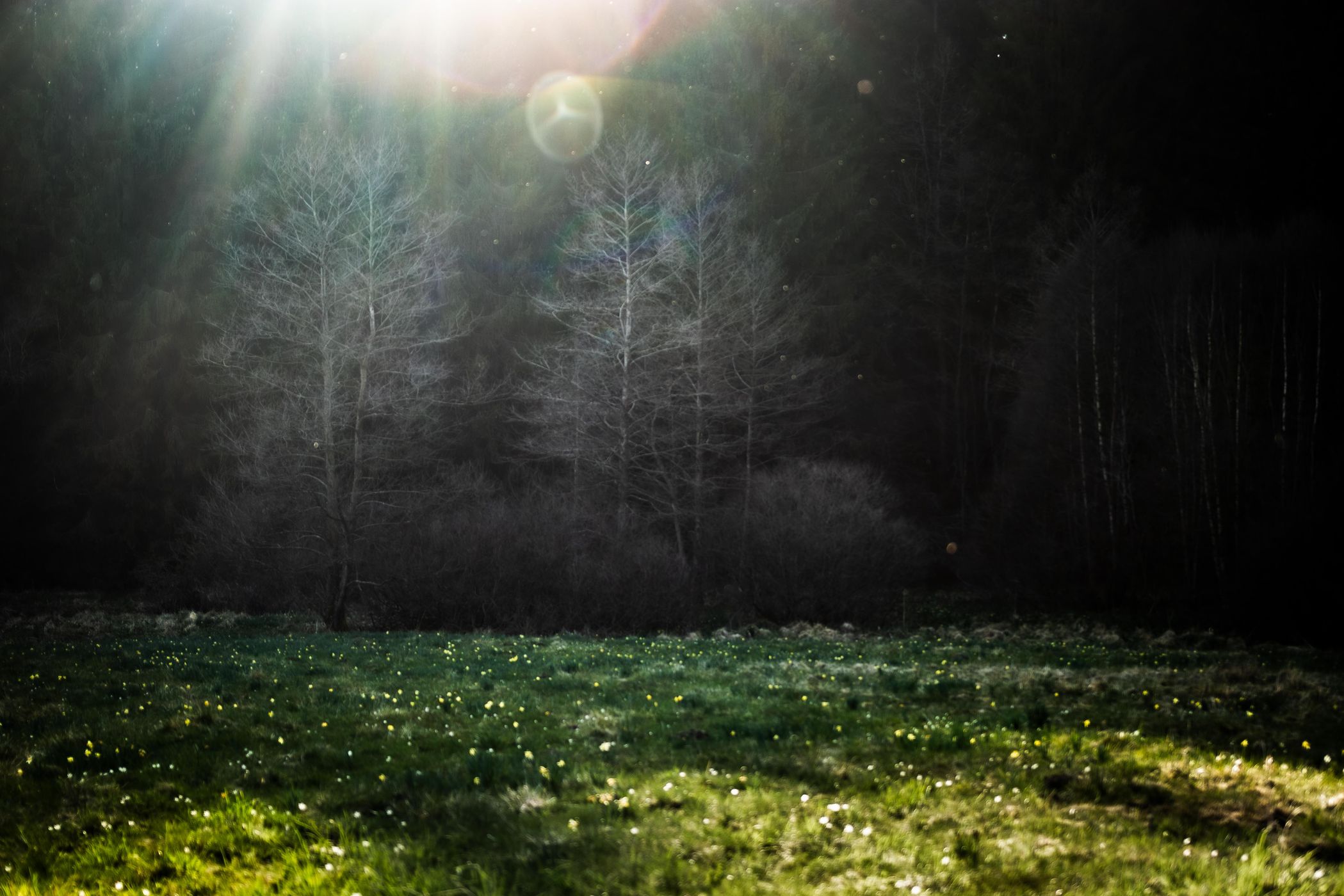 Wild Daffodils, Germany