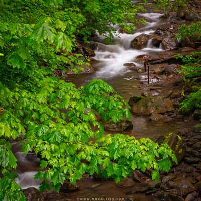 Willoughby Creek @ Hoh Rainforest, USA