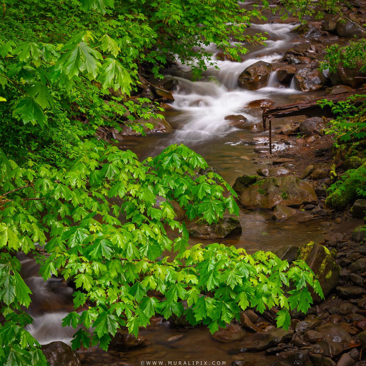 Willoughby Creek @ Hoh Rainforest, USA
