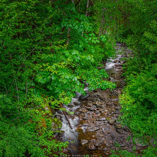 Willoughby Creek @ Hoh Rainforest