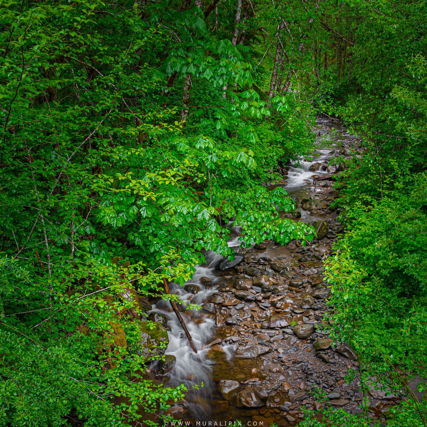 Willoughby Creek @ Hoh Rainforest, USA