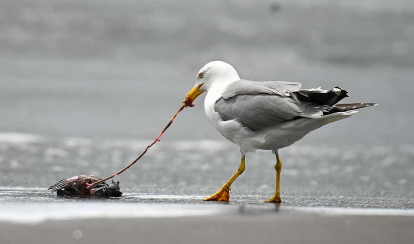 A seagull managed to capture its prey