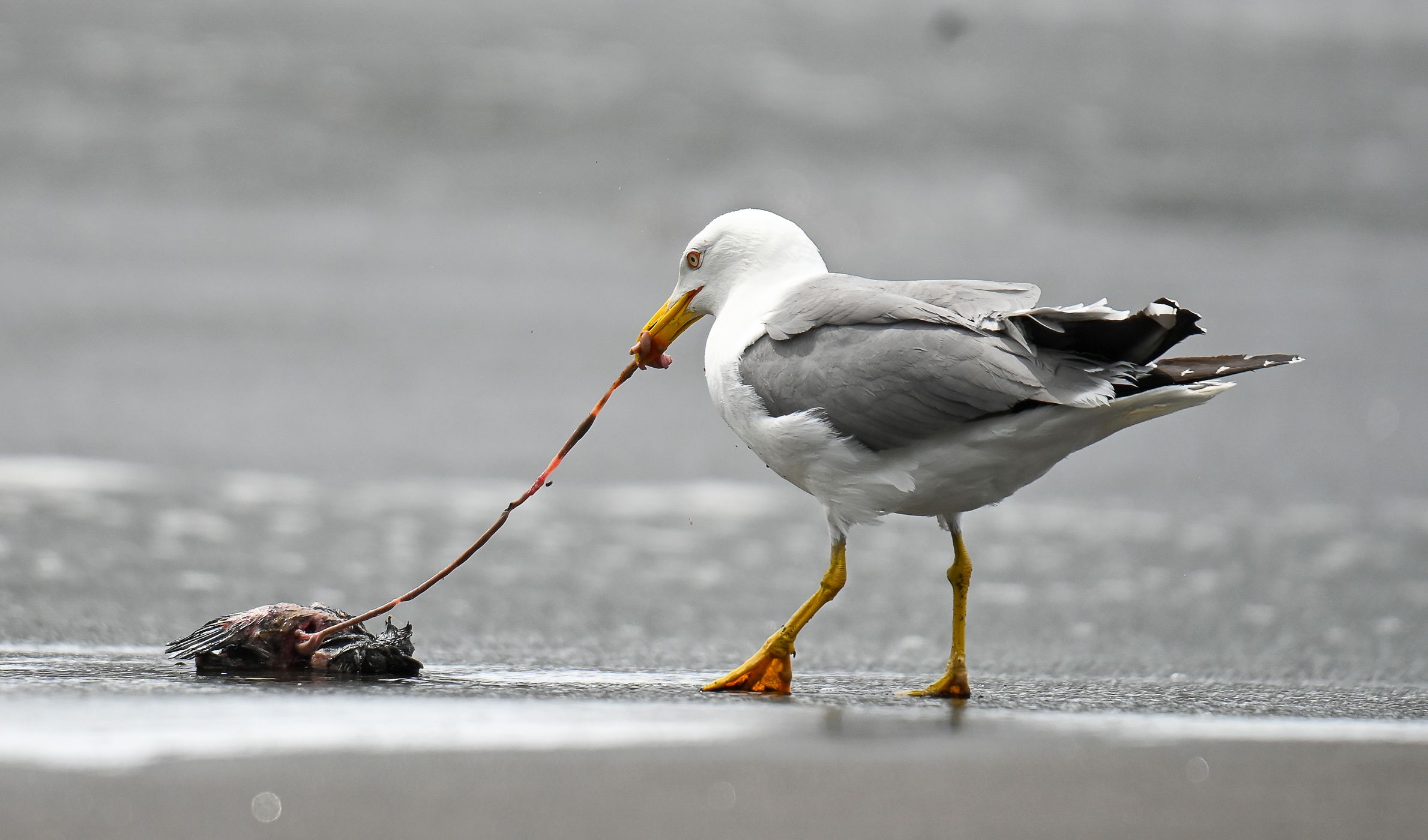 A seagull managed to capture its prey, Portugal