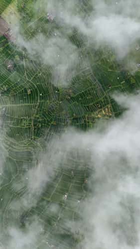 Bali Sibetan Rice Fields from Above