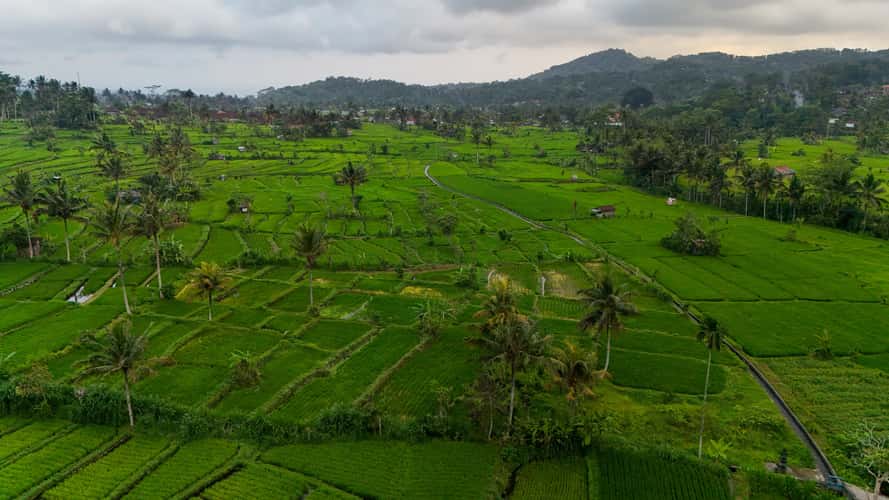Bali Sibetan Rice Fields from Above