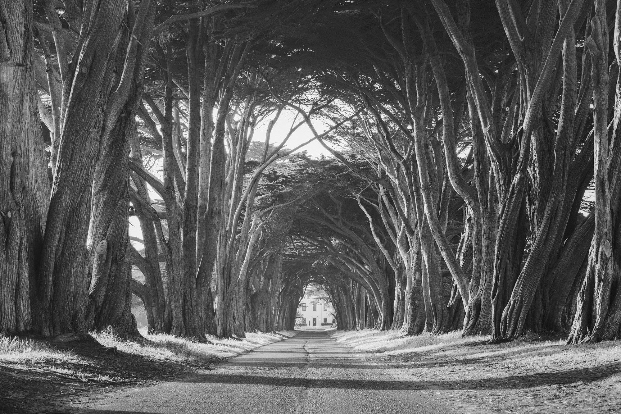 Cypress Tree Tunnel, Point Reyes National Seashore, USA