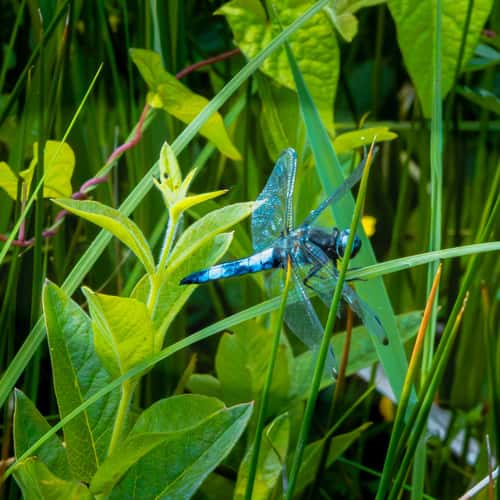 Flora and fauna at the Weerribben