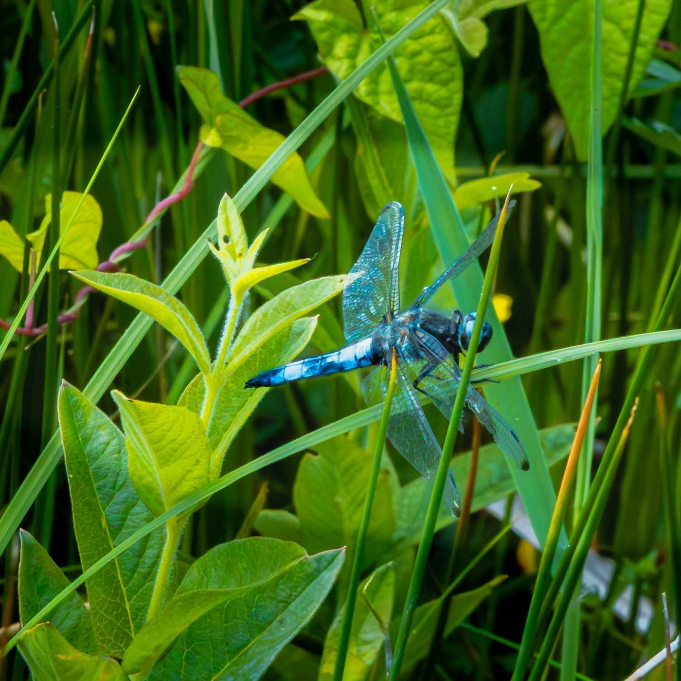 Flora and fauna at the Weerribben, Netherlands