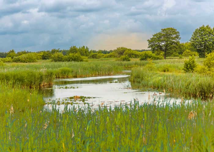 Flora and fauna at the Weerribben