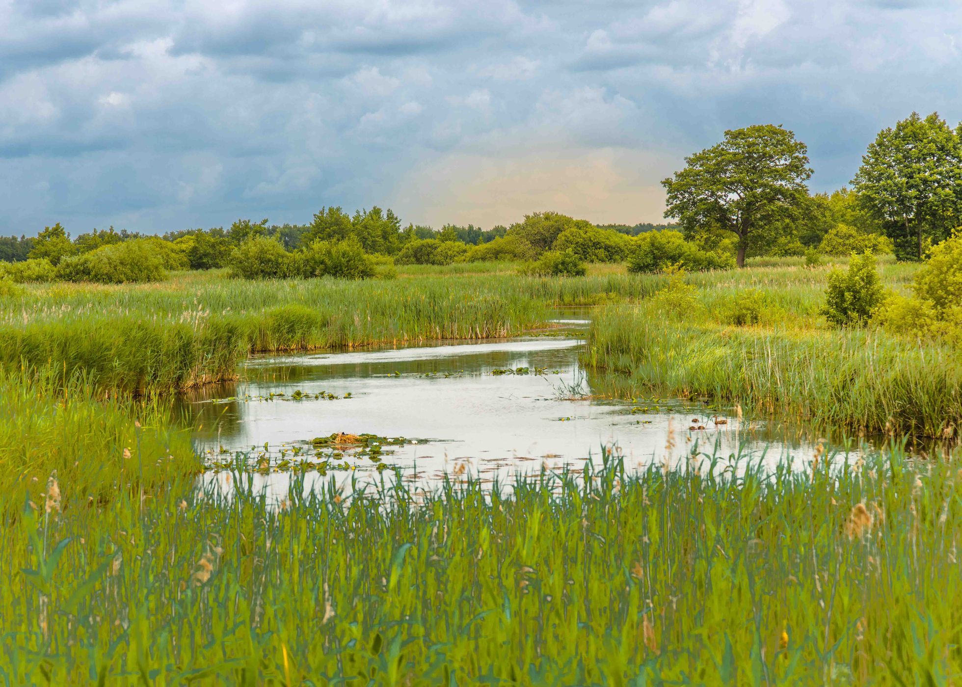 Flora and fauna at the Weerribben, Netherlands