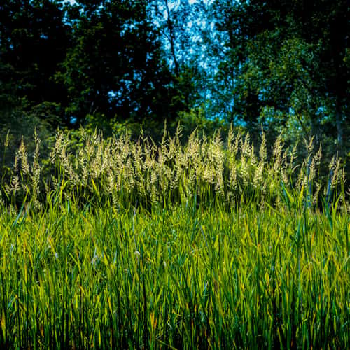 Flora and fauna at the Weerribben