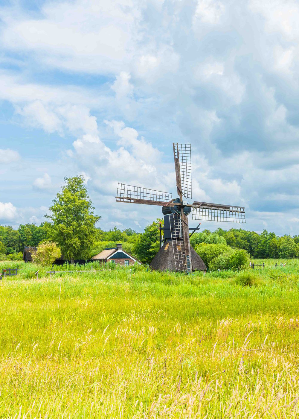 Flora and fauna at the Weerribben, Netherlands