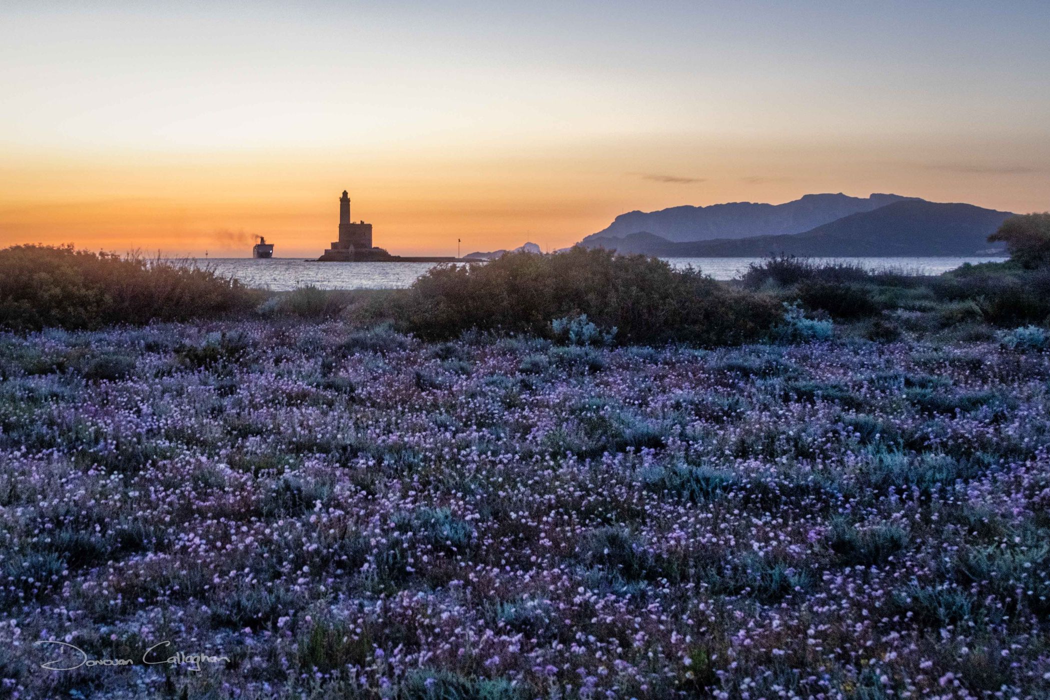 Flowers Faro di Bocca Lighthouse, Sardinia, Italy