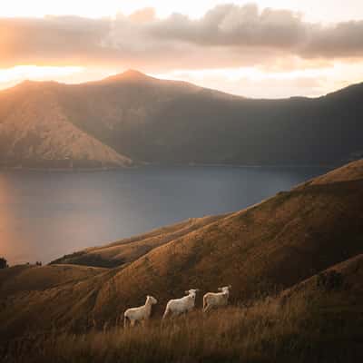 French Pass Road Sheeps, New Zealand