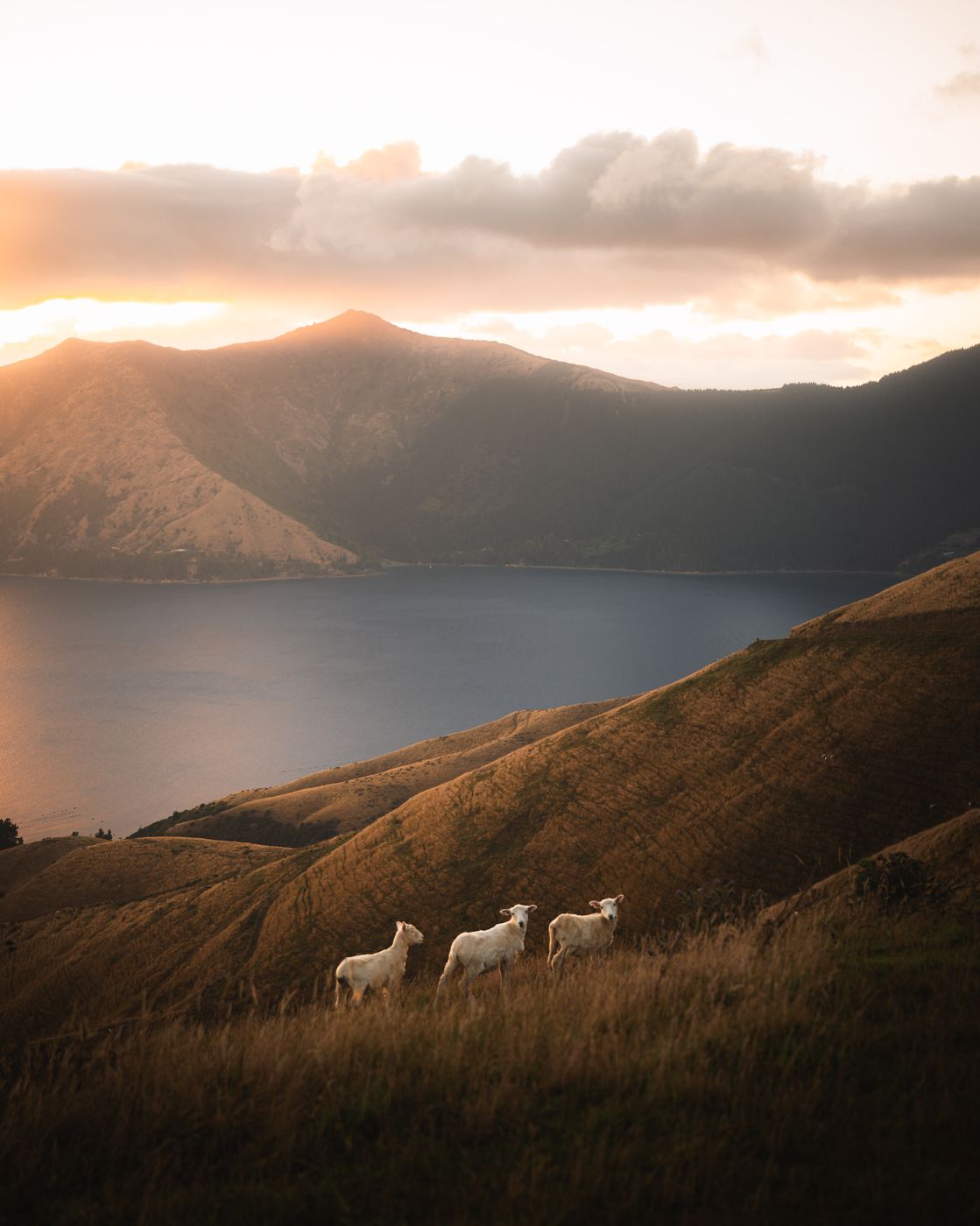 French Pass Road Sheeps, New Zealand