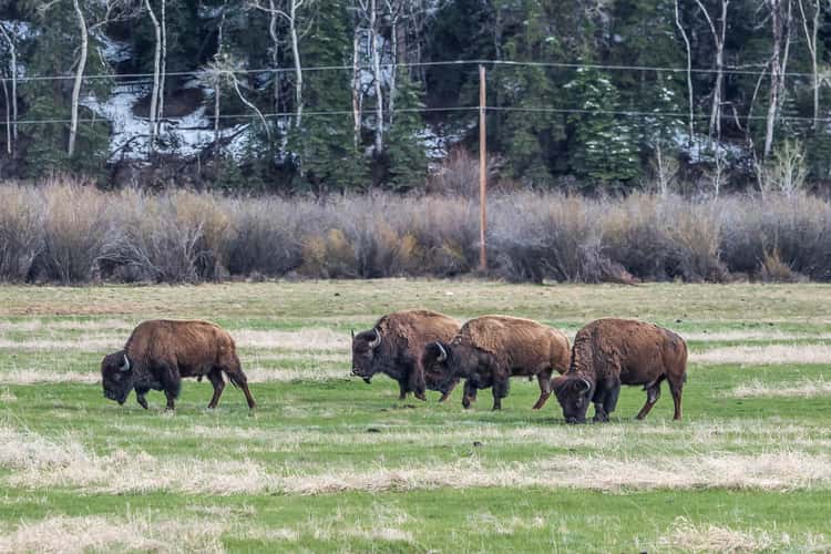 Grand Tetons national park