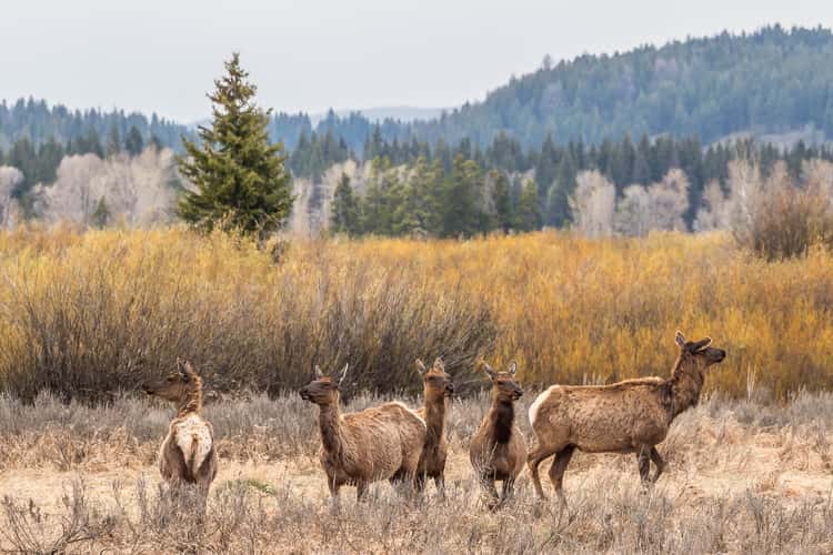 Grand Tetons national park