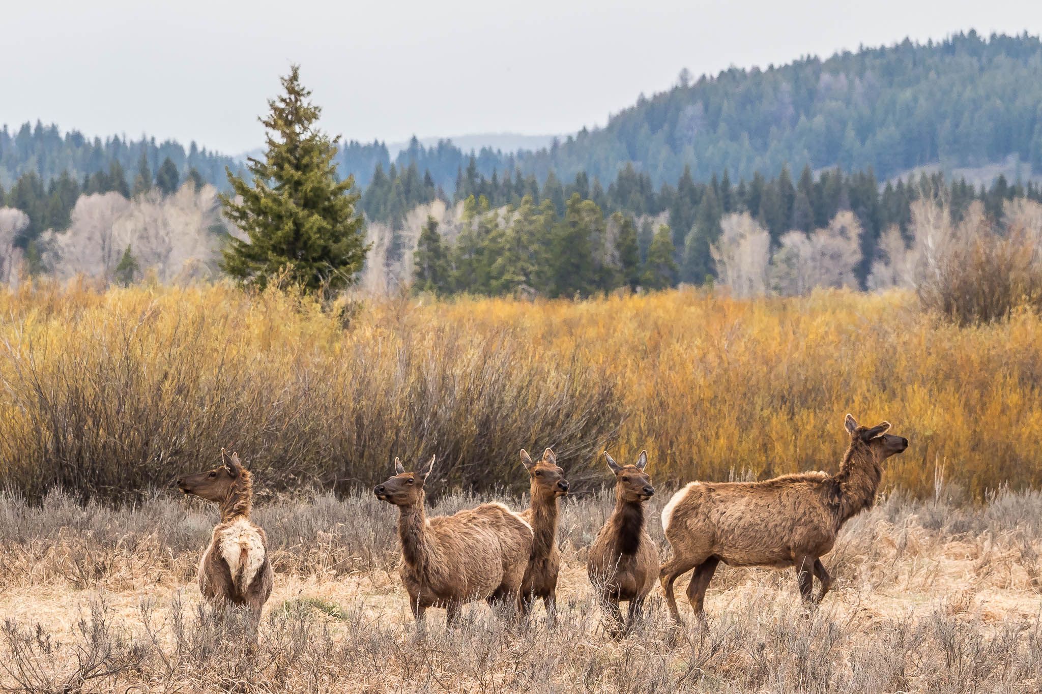 Grand Tetons national park, USA