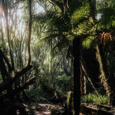Hiking trail to Mount Brown Hut, Lake Kaniere, New Zealand