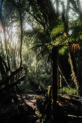 Hiking trail to Mount Brown Hut, Lake Kaniere