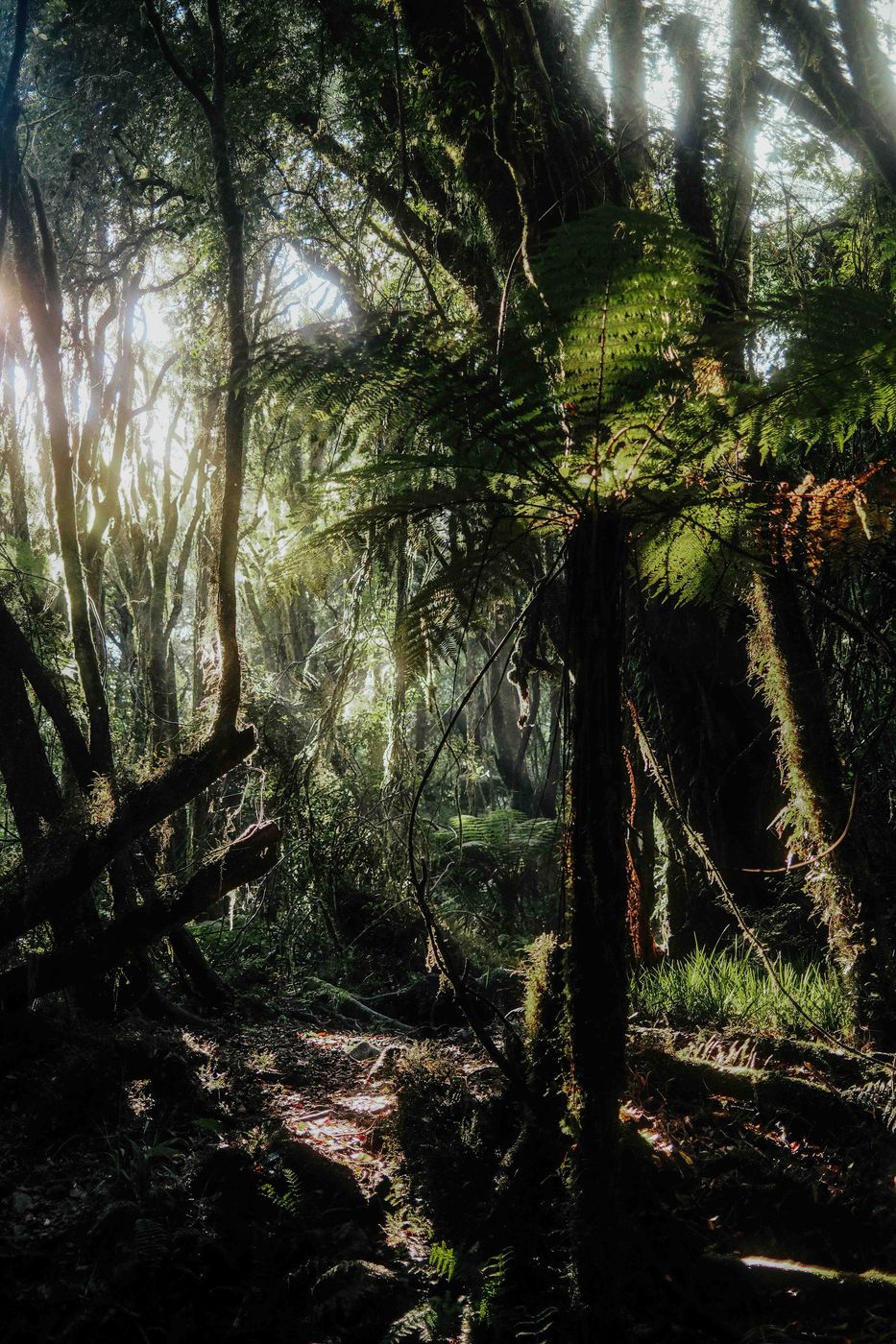Hiking trail to Mount Brown Hut, Lake Kaniere, New Zealand