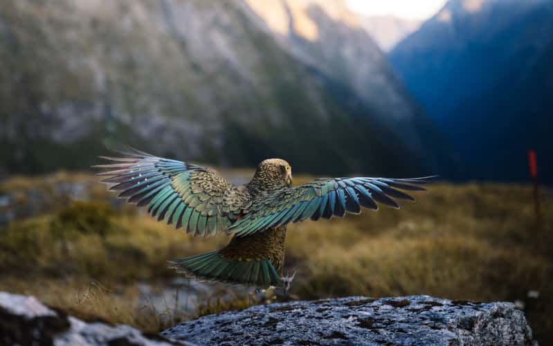 Kea, Milford Track