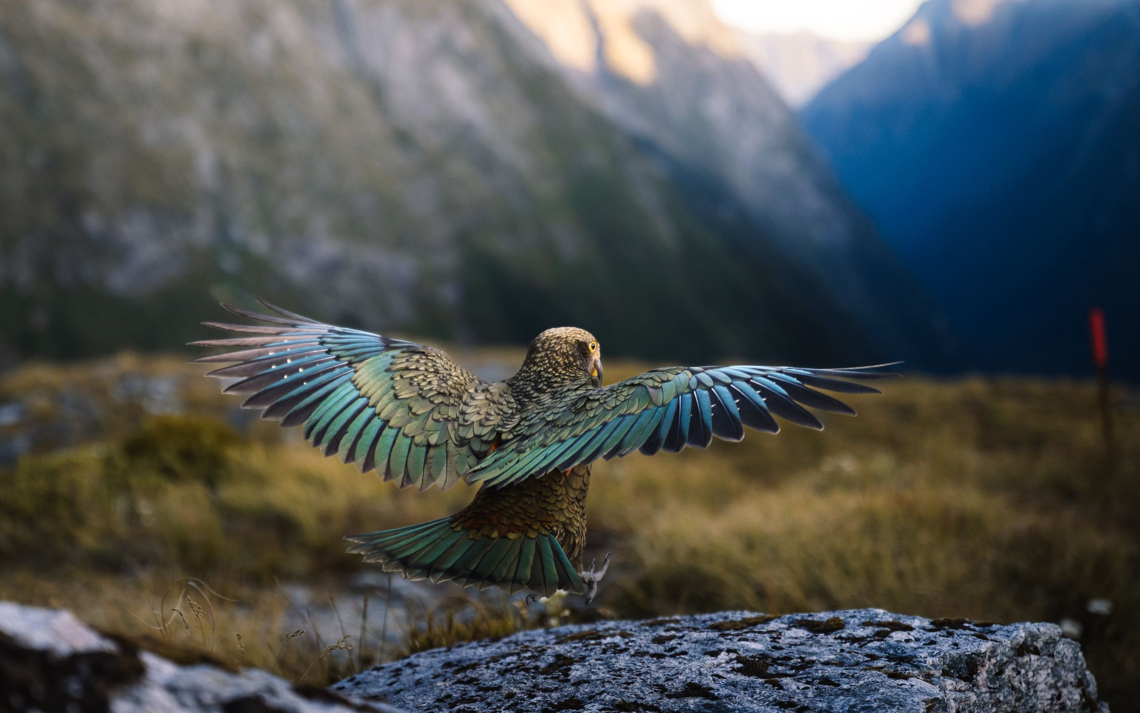 Kea, Milford Track, New Zealand