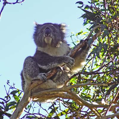 Kennett River Nature Walk, Australia