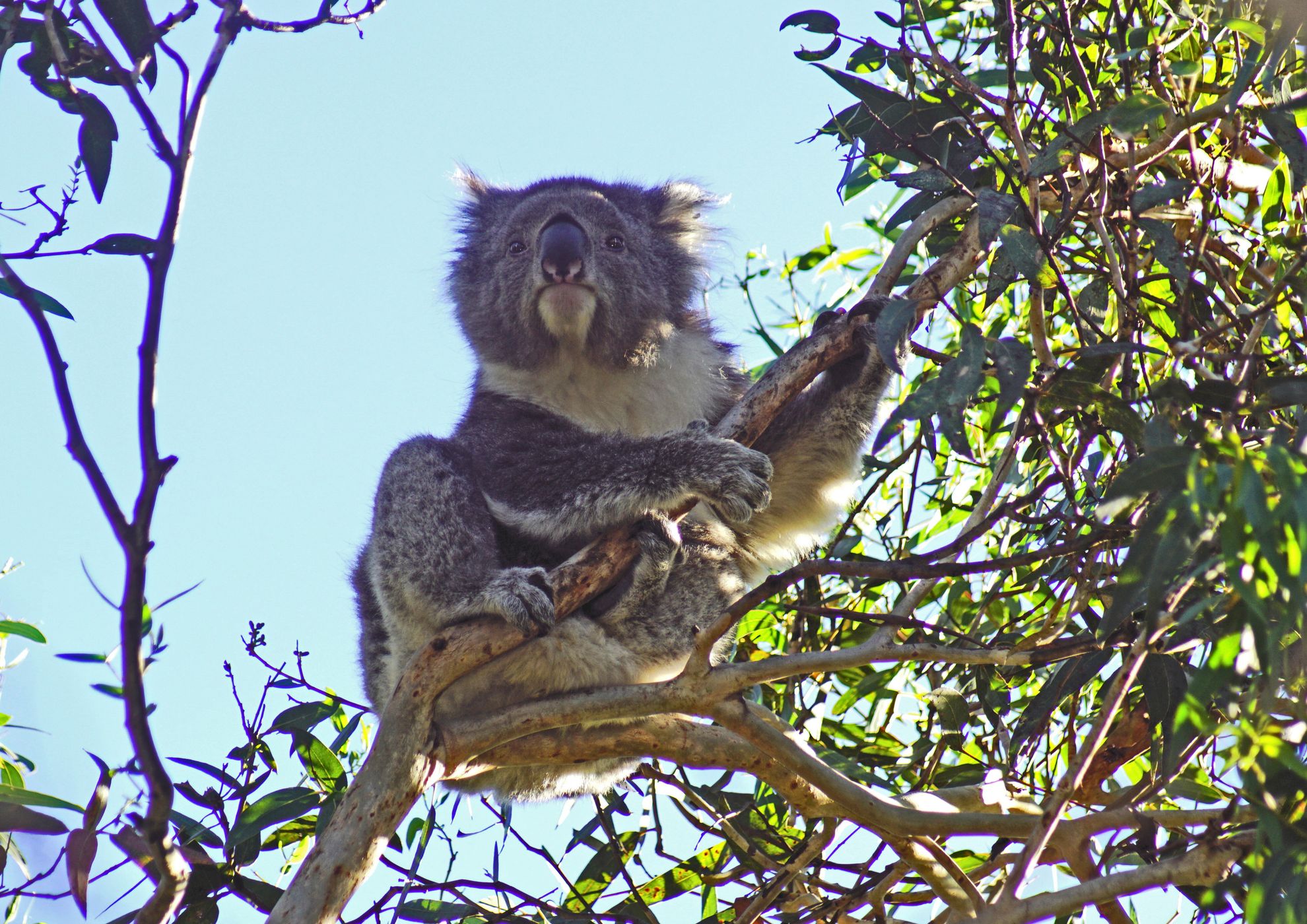 Kennett River Nature Walk, Australia