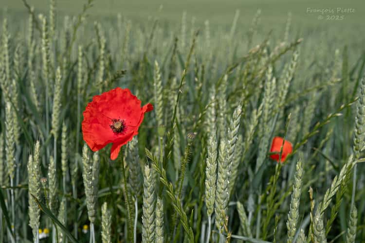 La campagne de Hermée