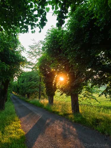 Linden tree avenue near castle Sadek