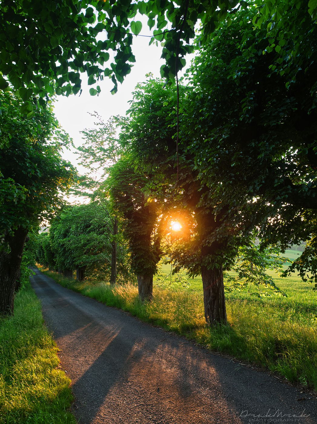 Linden tree avenue near castle Sadek, Czech Republic