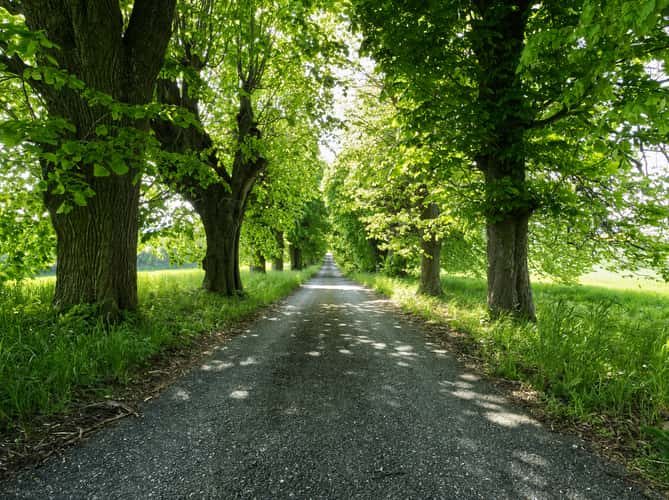 Linden tree avenue near castle Sadek