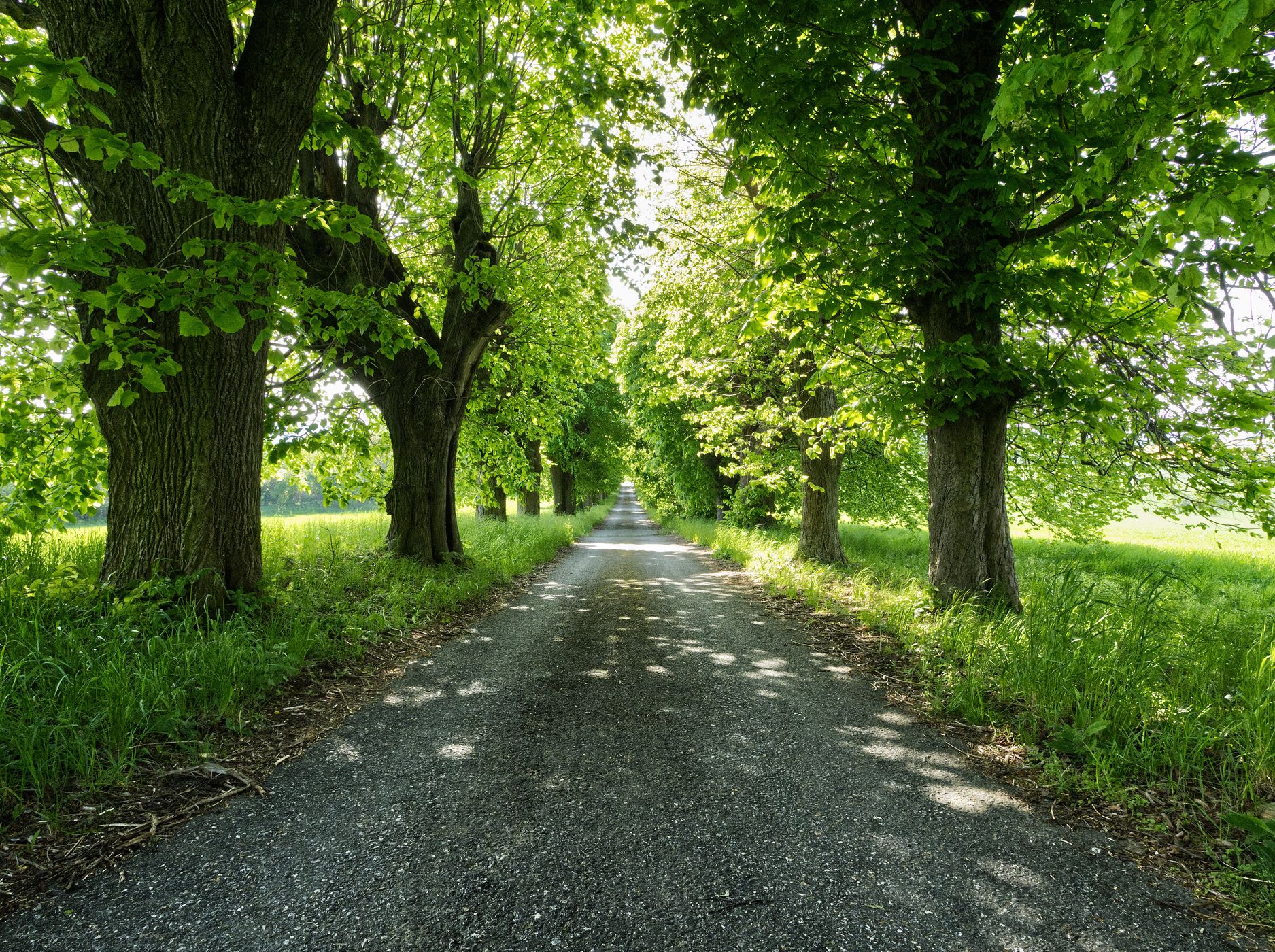 Linden tree avenue near castle Sadek, Czech Republic
