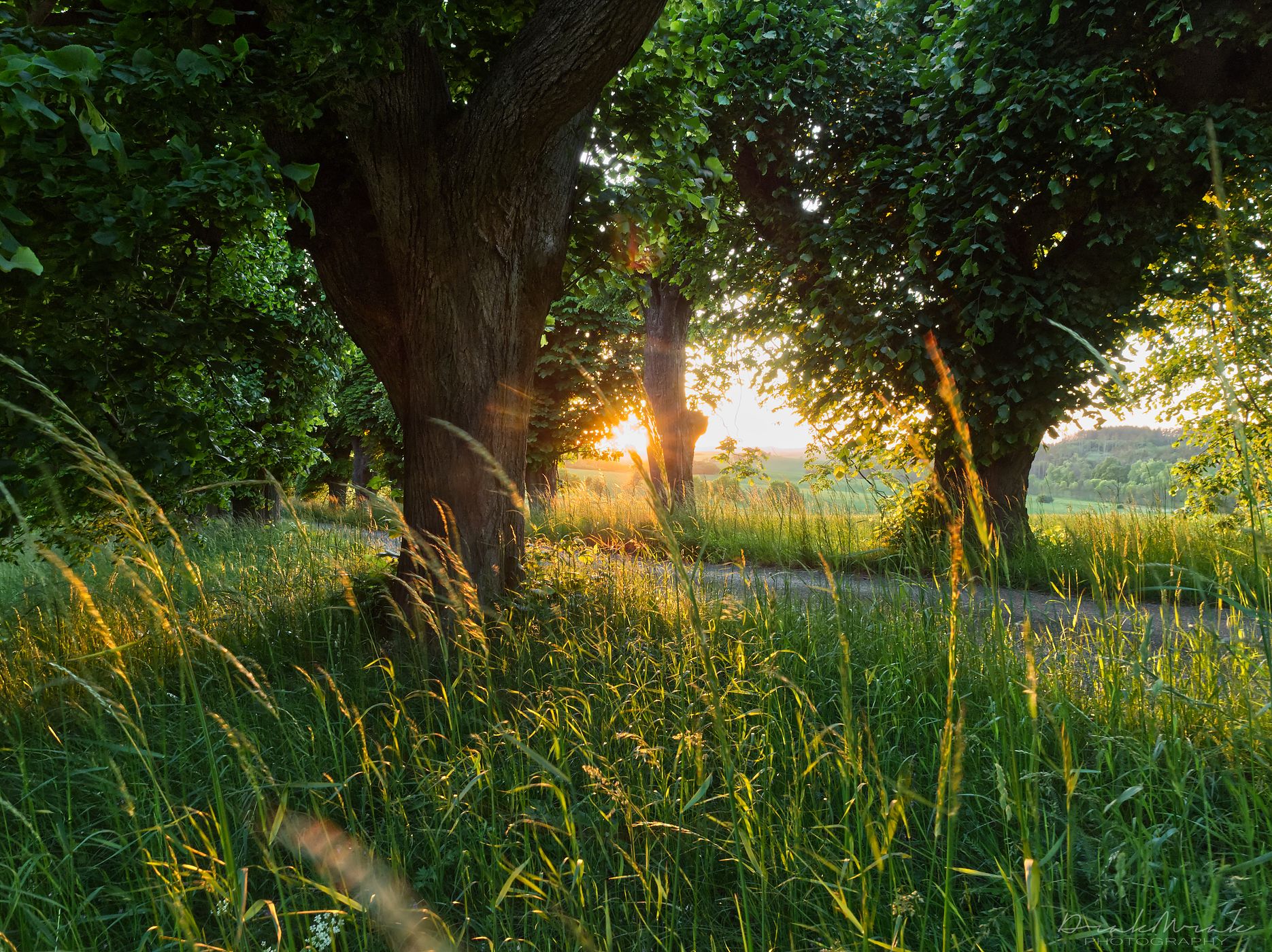 Linden tree avenue near castle Sadek, Czech Republic