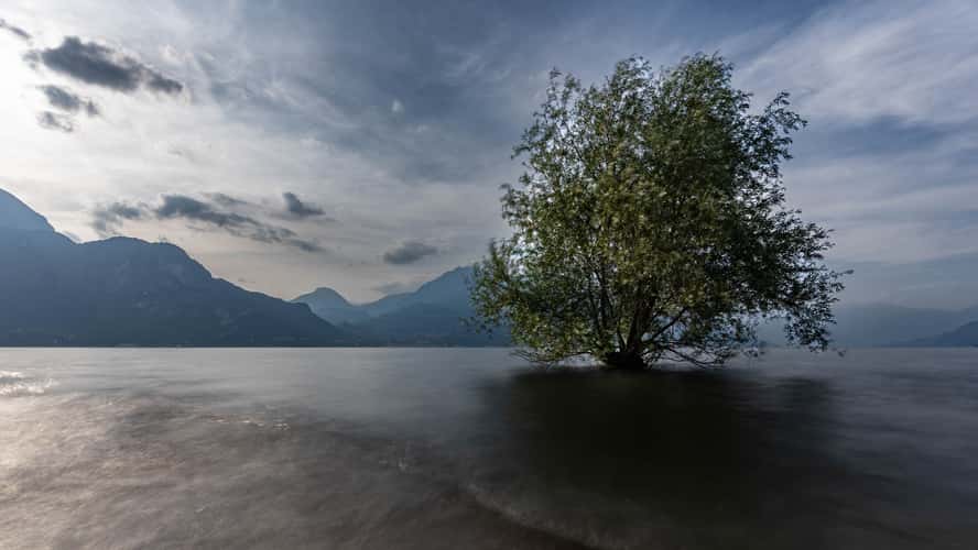Lone tree in Lake Como at Parchetto dell Punto in Bellagio