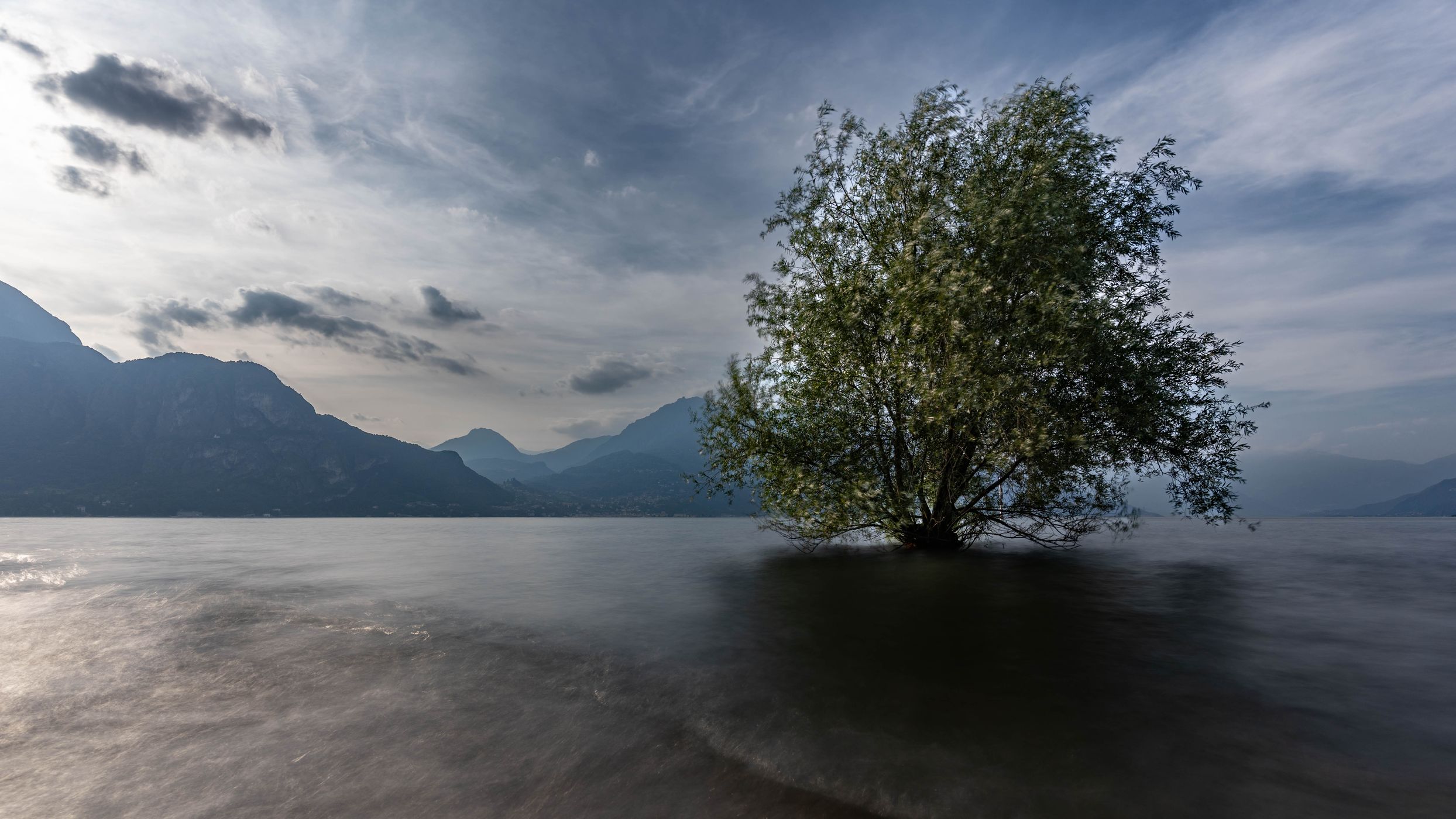 Lone tree in Lake Como at Parchetto dell Punto in Bellagio, Italy