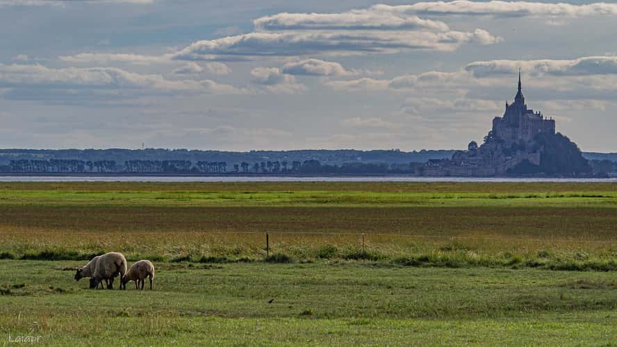 Le Mont Saint-Michel and sheeps