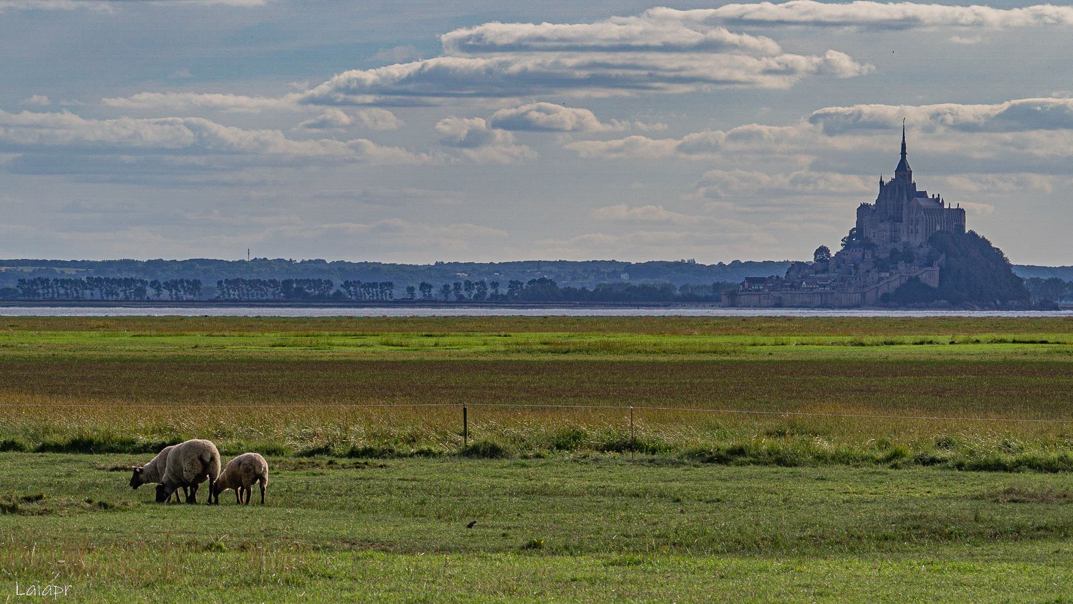 Le Mont Saint-Michel and sheeps, France