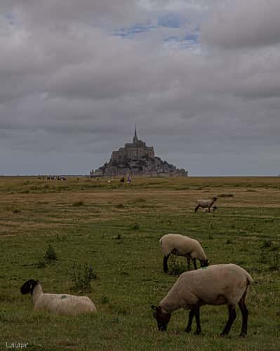 Le Mont Saint-Michel and sheeps