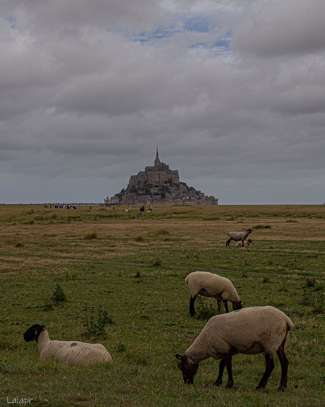 Le Mont Saint-Michel and sheeps, France