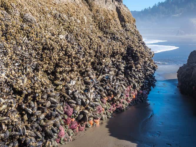 Myers Beach,Oregon